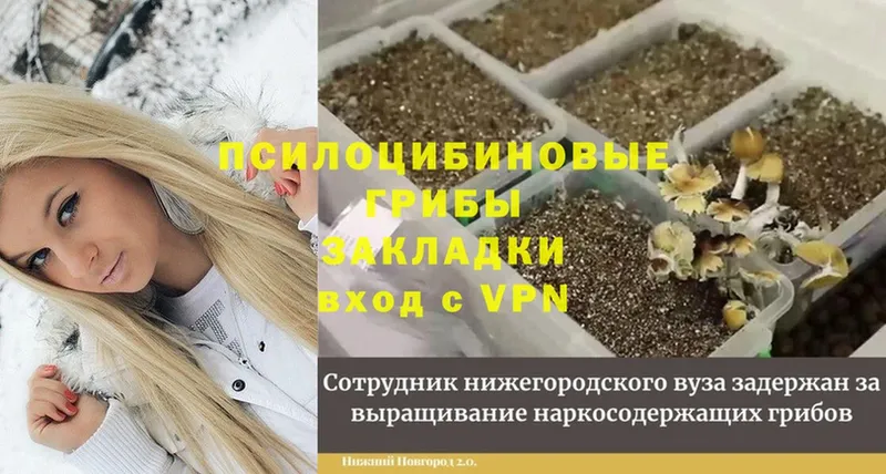 Галлюциногенные грибы MAGIC MUSHROOMS  где купить   Махачкала 